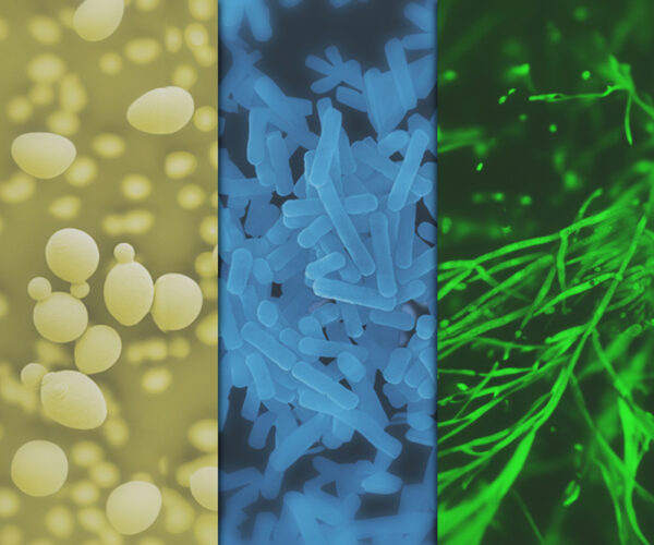 We specialize in the development, production, and marketing of microorganisms and their derivatives.